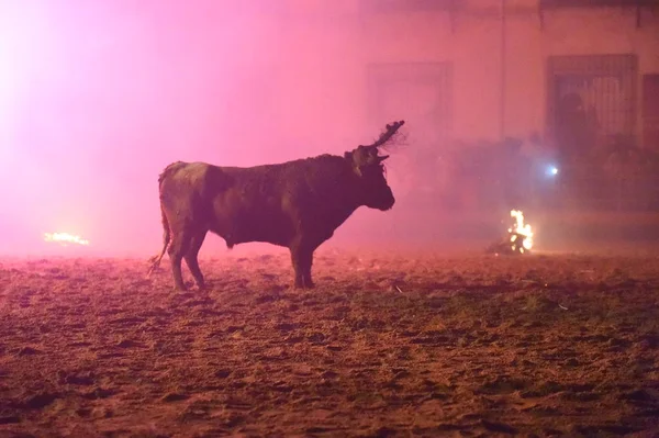 Taureau Espagne Avec Feu Dans Les Cornes — Photo