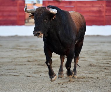 İspanya güçlü boğa