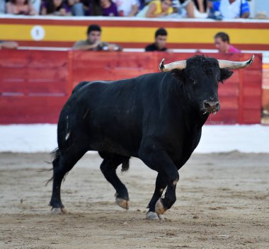 İspanya güçlü boğa