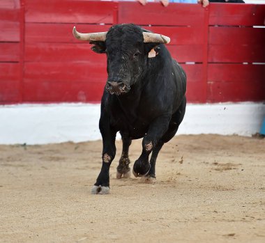 bullring İspanya İspanyol boğa