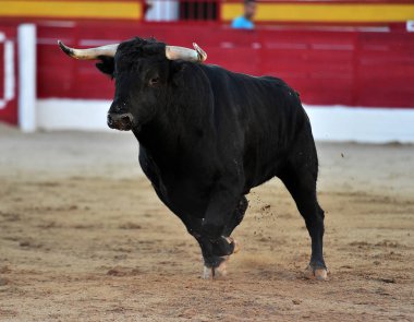 bullring İspanya İspanyol boğa