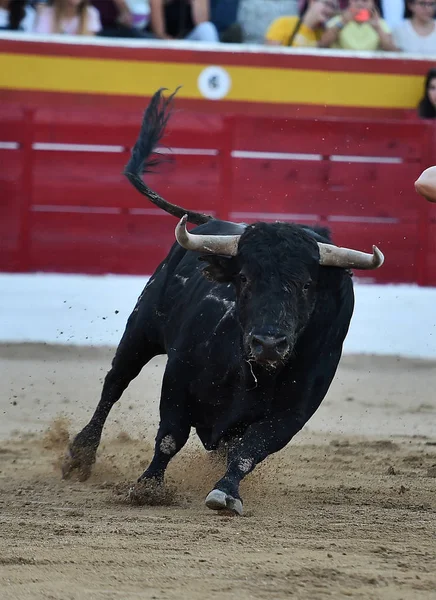 Toro Fuerte España —  Fotos de Stock