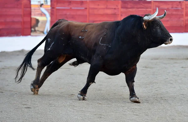 Strong Bull Spain — Stock Photo, Image