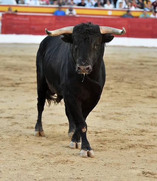 Stark Tjur Spanien — Stockfoto