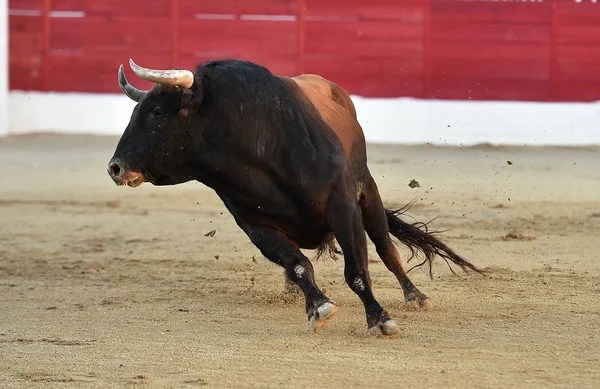 Ισχυρή Bull Στην Ισπανία — Φωτογραφία Αρχείου