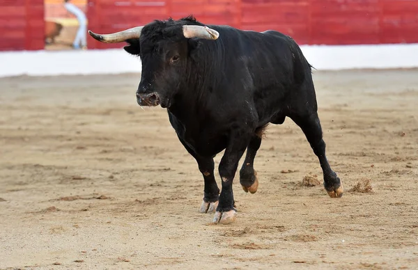 Silný Býk Španělsku — Stock fotografie