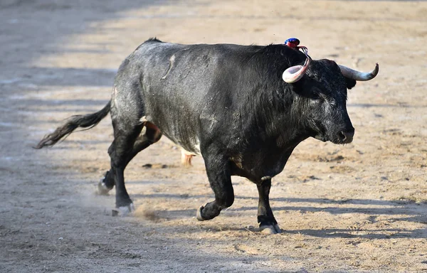 Spanish Bull Bullring Spain — Stock Photo, Image