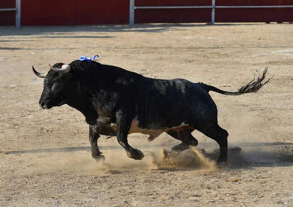 Spanish Bull Bullring Spain — Stock Photo, Image