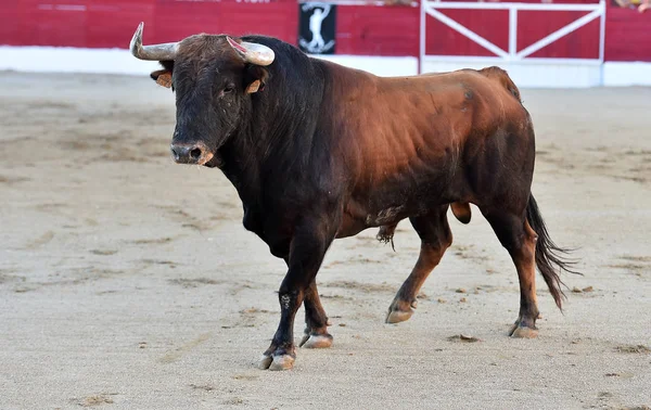 Spanska Tjuren Tjurfäktningsarenan Spanien — Stockfoto