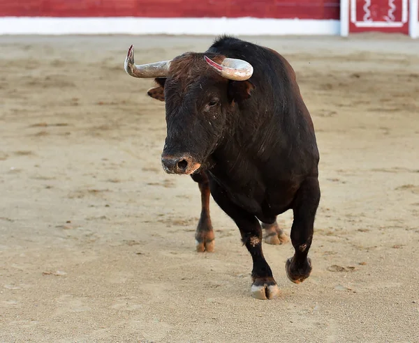 Spanischer Stier Stierkampfarena Spanien — Stockfoto