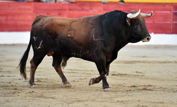 Spanischer Stier Stierkampfarena Spanien — Stockfoto