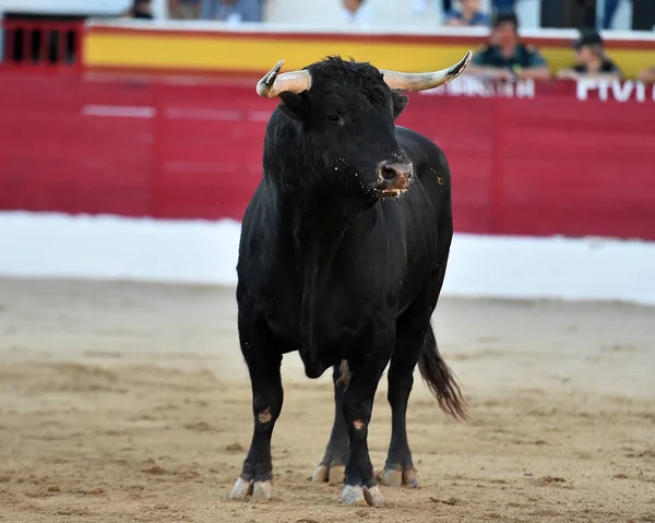 スペインの闘牛場ではスペイン牛 — ストック写真