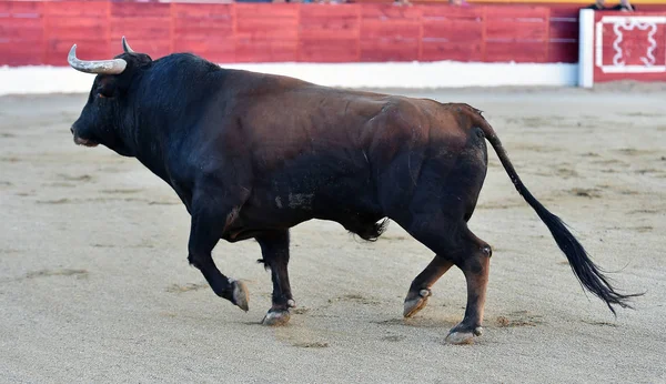 Touro Espanhol Tournée Espanha — Fotografia de Stock