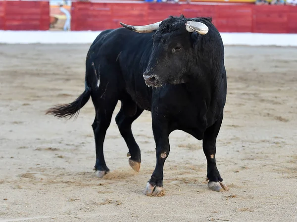 Touro Espanhol Tournée Espanha — Fotografia de Stock