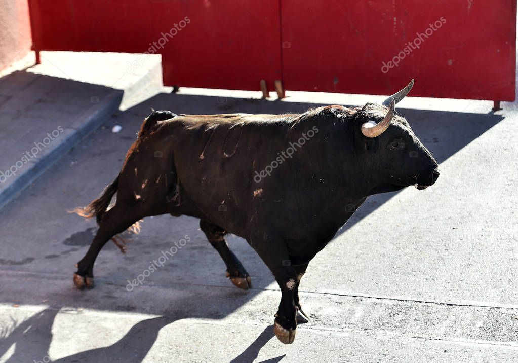 strong bull in spain