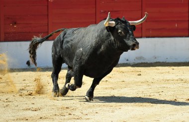 bullring büyük boynuzlu İspanyol boğa
