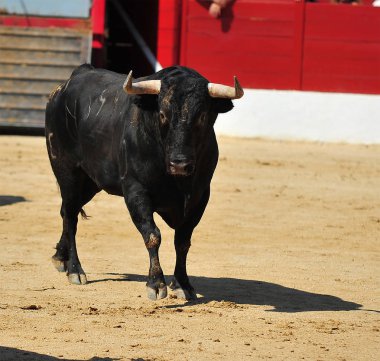 bullring İspanya boğa mücadele