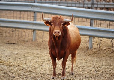 bullring İspanya boğa mücadele