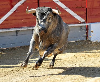 bullring İspanya boğa mücadele