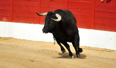 İspanya'ile büyük boynuzları boğa