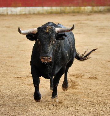 İspanya'ile büyük boynuzları boğa