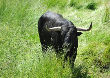 alanında bulunan İspanya boğa