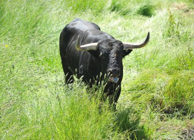 alanında bulunan İspanya boğa