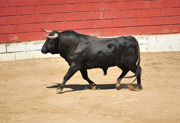 Toro Spagna Con Grandi Corna — Foto Stock