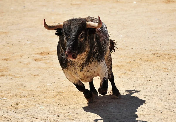 Бык Испании Большими Рогами — стоковое фото