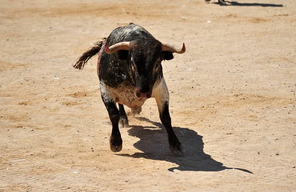 Bullring Büyük Boynuzlu Spanyol Boğa — Stok fotoğraf