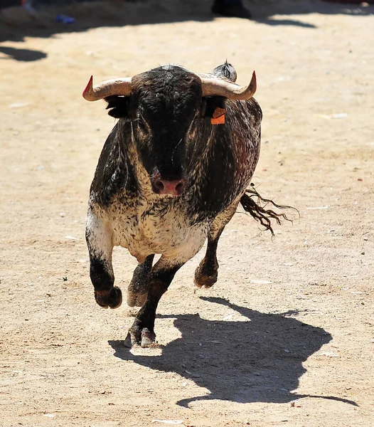 Bullring Büyük Boynuzlu Spanyol Boğa — Stok fotoğraf