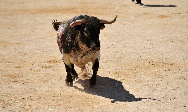 Touro Espanhol Com Chifres Grandes Tournée — Fotografia de Stock