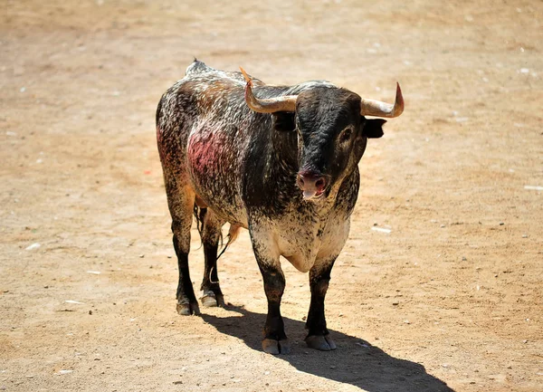 Bullring Büyük Boynuzlu Spanyol Boğa — Stok fotoğraf