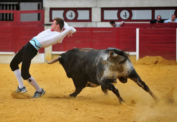 闘牛場で大きな角を持つスペイン雄牛 — ストック写真