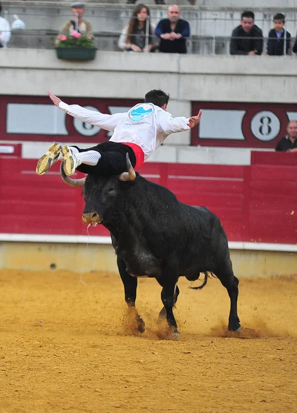 闘牛場で大きな角を持つスペイン雄牛 — ストック写真