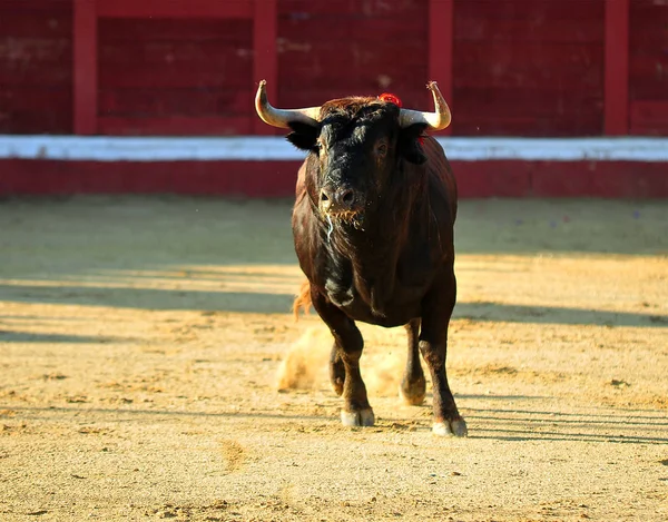 闘牛場で大きな角を持つスペイン雄牛 — ストック写真
