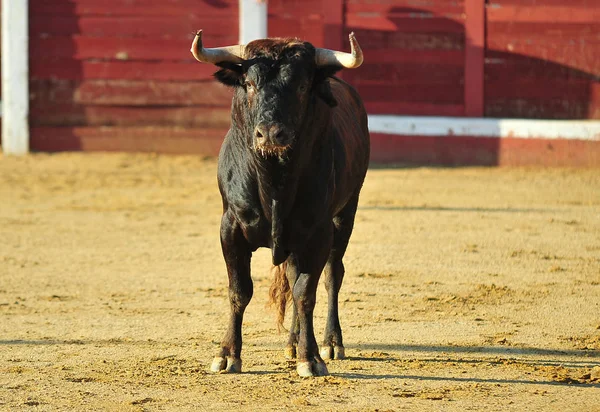 Toro Español Con Cuernos Grandes Plaza Toros — Foto de Stock