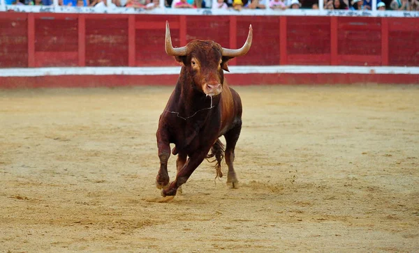 Bullring Büyük Boynuzlu Spanyol Boğa — Stok fotoğraf