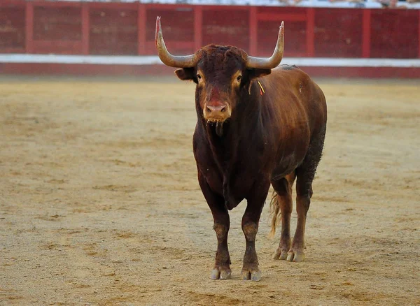 西班牙公牛在斗牛场的大角 — 图库照片