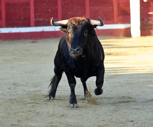 Bullring Büyük Boynuzlu Spanyol Boğa — Stok fotoğraf