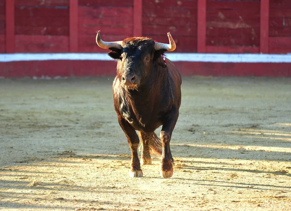 Toro Español Con Cuernos Grandes Plaza Toros — Foto de Stock