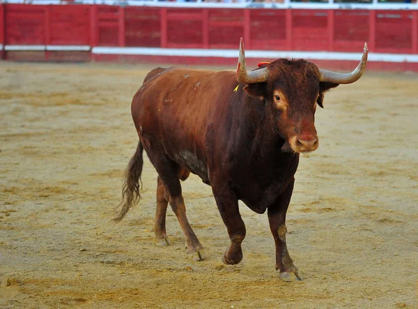 闘牛場で大きな角を持つスペイン雄牛 — ストック写真