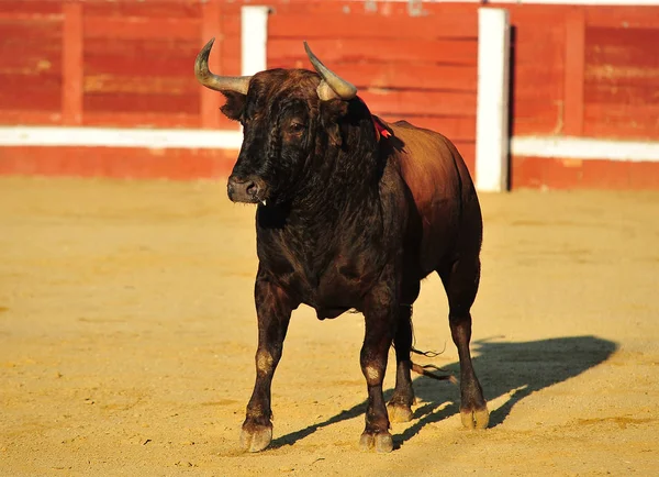 Taureau Espagnol Avec Grandes Cornes Arène — Photo