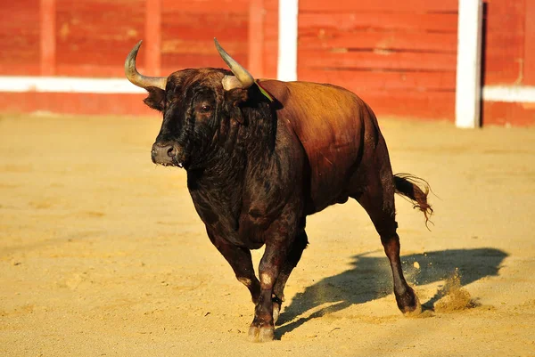 Spanish Bull Big Horns Bullring — Stock Photo, Image