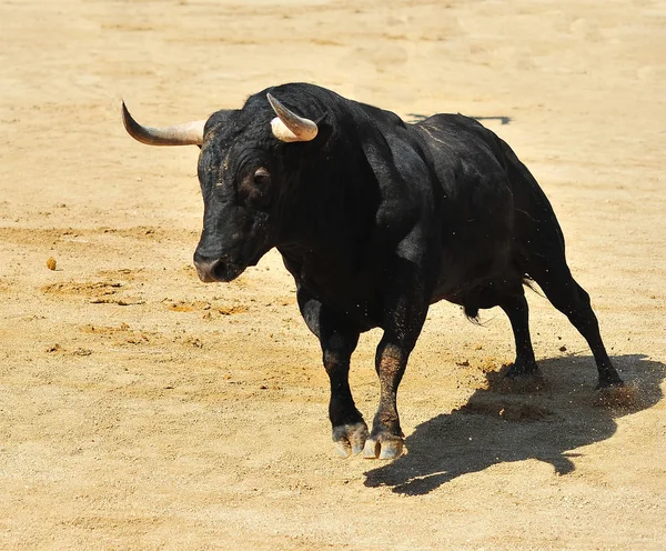 闘牛場で大きな角を持つスペイン雄牛 — ストック写真