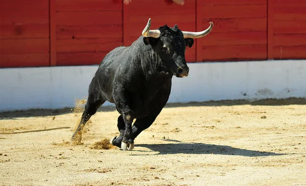 Lotta Del Toro Spagna Bullring — Foto Stock