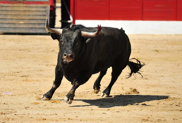 Bull Kampen Spanien Tjurfäktningsarena — Stockfoto