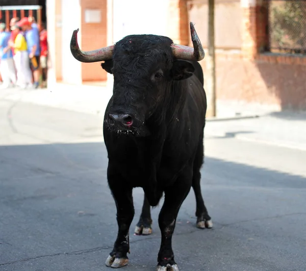 Bull Kampen Spanien Tjurfäktningsarena — Stockfoto