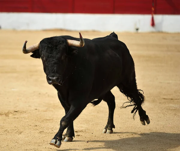 Bull Boj Španělsku Aréně — Stock fotografie