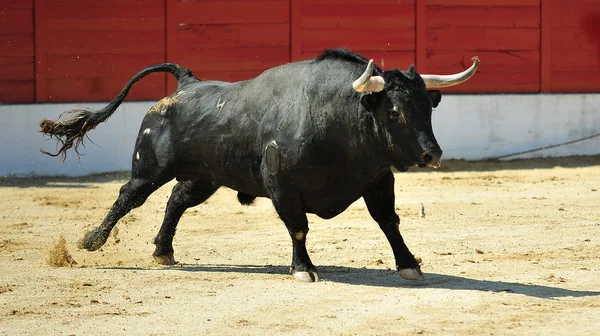 Touro Luta Espanha Touros — Fotografia de Stock